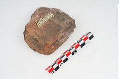 Foto von Feuerbock (NHMW-PRAE-003429)